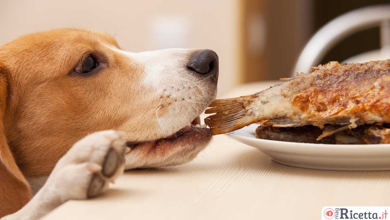 Quali dei nostri avanzi possono essere mangiati dal cane?
