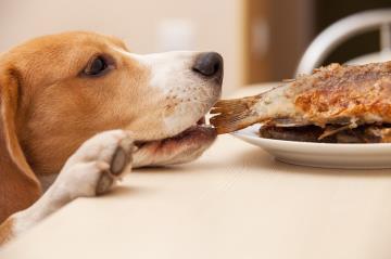 Quali dei nostri avanzi possono essere mangiati dal cane?
