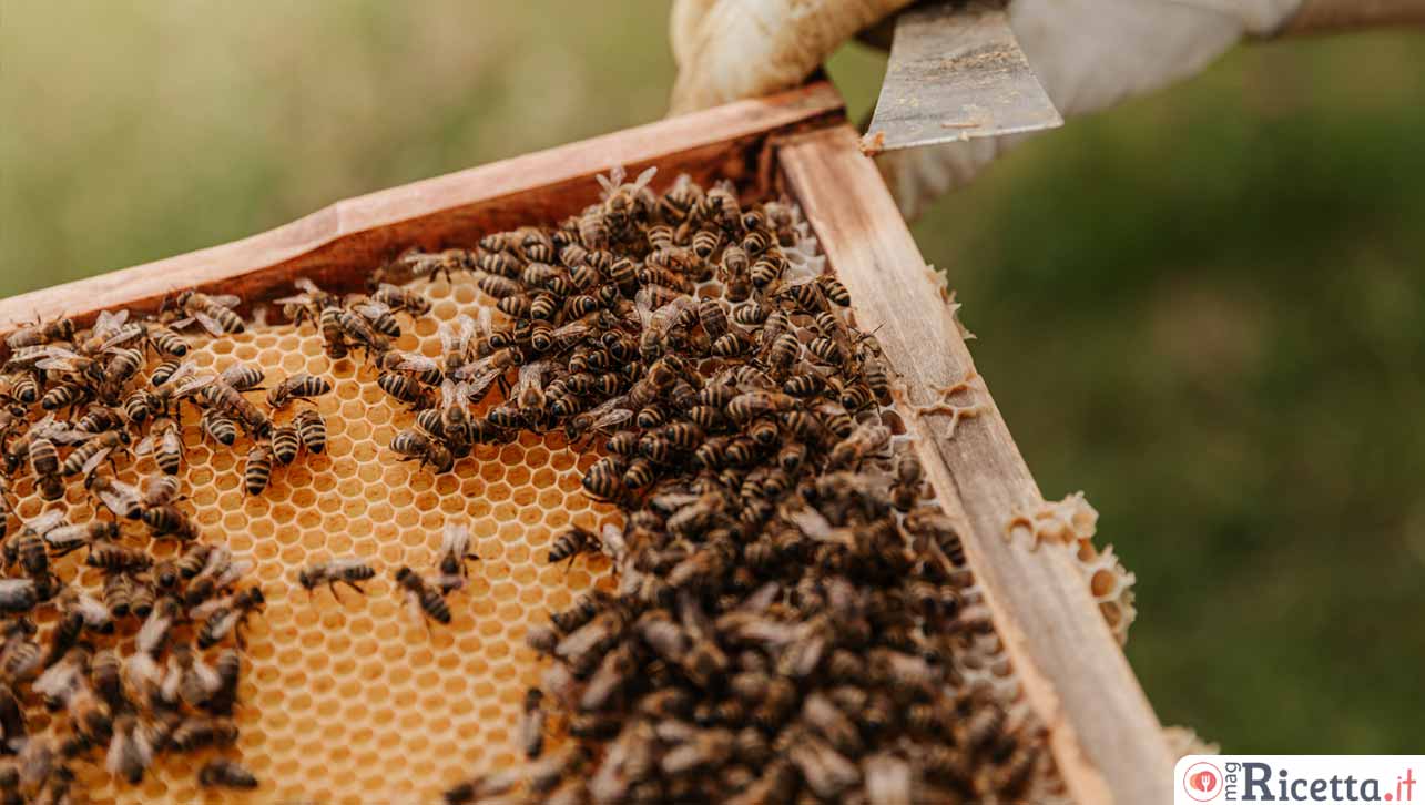 Quali frutti e ortaggi non mangeremmo più se sparissero le api?